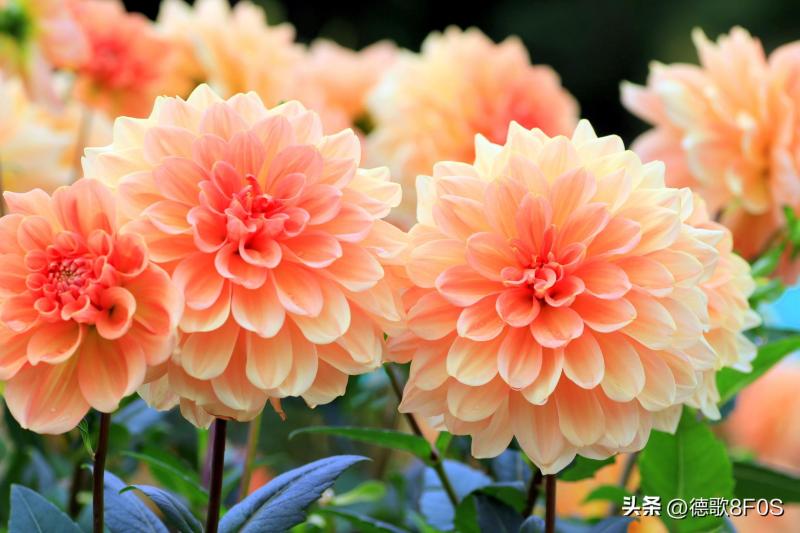 世界上最美丽的 10 朵花，你知道几个？