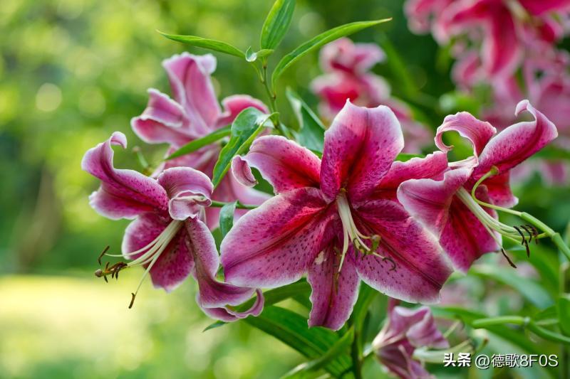 世界上最美丽的 10 朵花，你知道几个？